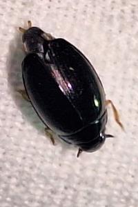 <i>Gyrinus</i>