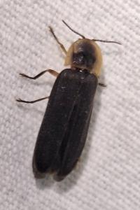 <i>Lampyris noctiluca</i>