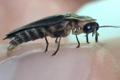 <i>Lampyris noctiluca</i>