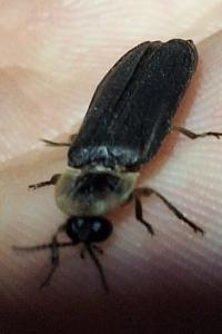 <i>Lampyris noctiluca</i>