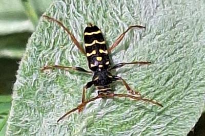 <i>Plagionotus arcuatus</i>