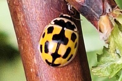 Coccinelle à damier