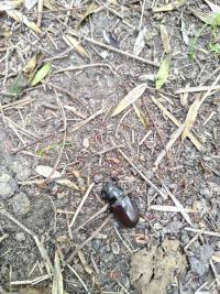 <i>Lucanus cervus</i>