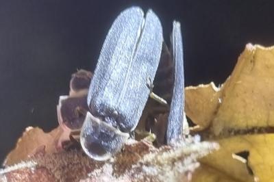 <i>Lampyris noctiluca</i>