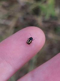 <i>Cryptocephalus vittatus</i>