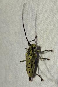 <i>Saperda perforata</i>