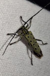 <i>Saperda perforata</i>