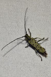 <i>Saperda perforata</i>