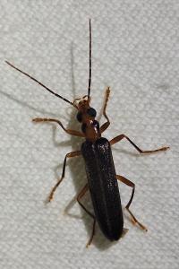 <i>Nacerdes carniolica</i>