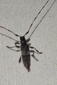 <i>Acanthocinus griseus</i>