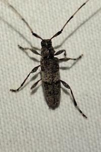 <i>Acanthocinus griseus</i>
