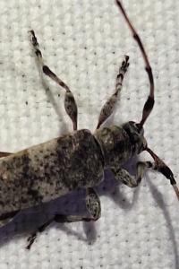 <i>Acanthocinus griseus</i>