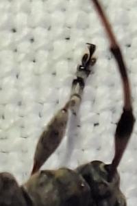 <i>Acanthocinus griseus</i>