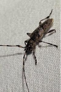 <i>Acanthocinus griseus</i>