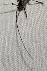 <i>Acanthocinus griseus</i>