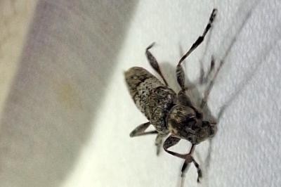 <i>Acanthocinus griseus</i>