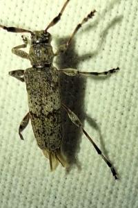 <i>Acanthocinus griseus</i>
