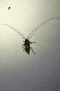 <i>Acanthocinus griseus</i>