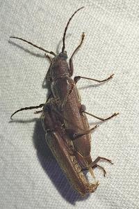 <i>Arhopalus rusticus</i>