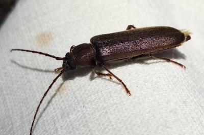 <i>Arhopalus rusticus</i>