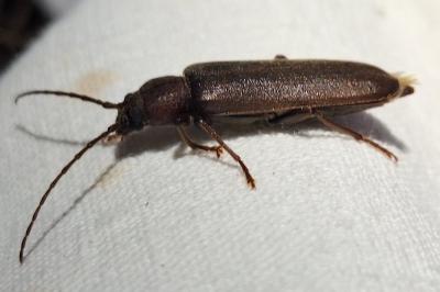 <i>Arhopalus rusticus</i>