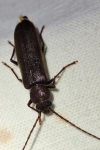 <i>Arhopalus rusticus</i>