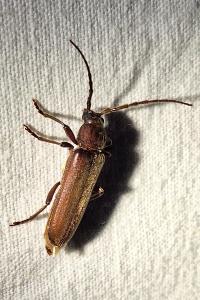 <i>Arhopalus rusticus</i>