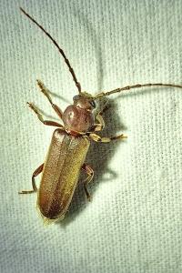 <i>Arhopalus rusticus</i>