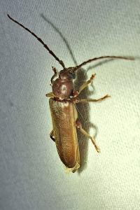 <i>Arhopalus rusticus</i>