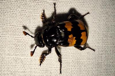 <i>Nicrophorus interruptus</i>