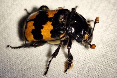 <i>Nicrophorus interruptus</i>