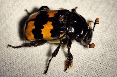 <i>Nicrophorus interruptus</i>