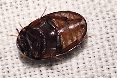 <i>Hydrobius fuscipes</i>