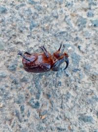 Scarabée rhinocéros européen