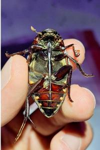 <i>Hydrophilus piceus</i>