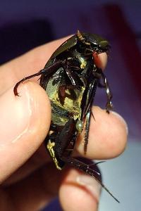 <i>Hydrophilus piceus</i>