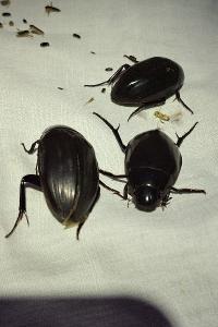 <i>Hydrophilus piceus</i>
