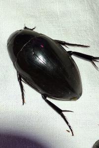 <i>Hydrophilus piceus</i>