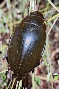 <i>Hydrophilus piceus</i>