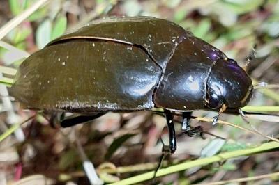 <i>Hydrophilus piceus</i>