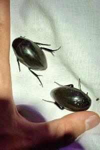 <i>Hydrophilus piceus</i>