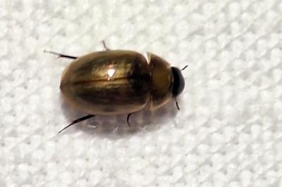 <i>Enochrus melanocephalus</i>