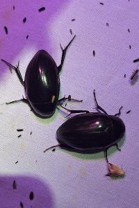 <i>Hydrophilus piceus</i>