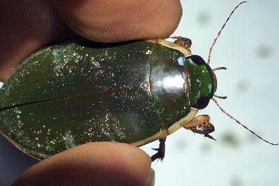 <i>Cybister lateralimarginalis</i>