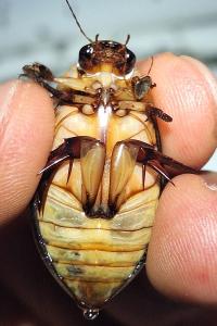 <i>Cybister lateralimarginalis</i>