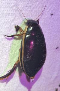 <i>Cybister lateralimarginalis</i>