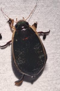 <i>Cybister lateralimarginalis</i>