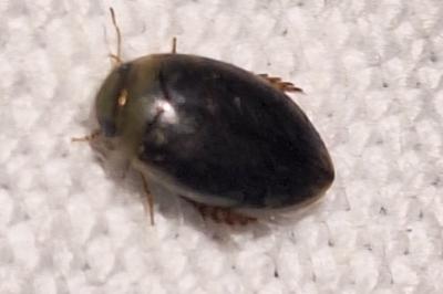 <i>Laccophilus minutus</i>
