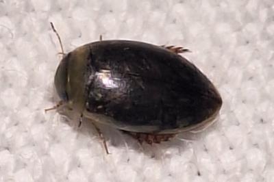 <i>Laccophilus minutus</i>