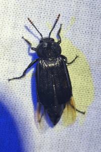 <i>Necrodes littoralis</i>